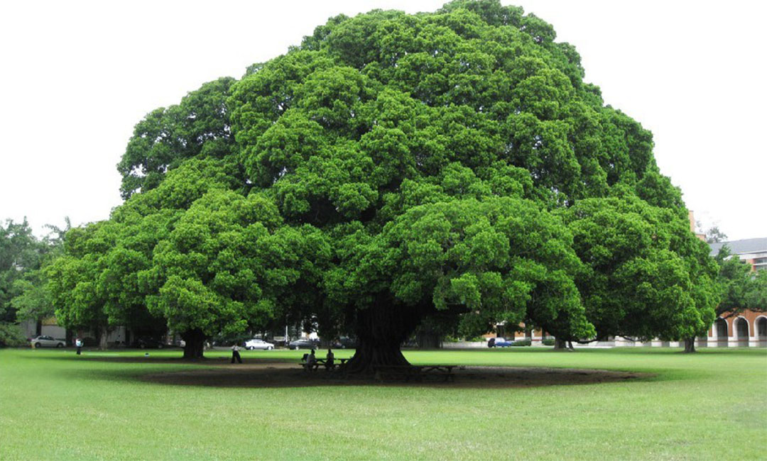 惠州金榕树服务号代运营案例